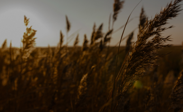 wheat blowing in the wind