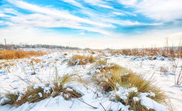 Frosty sunset with snow-covered bushes and grass during winter t