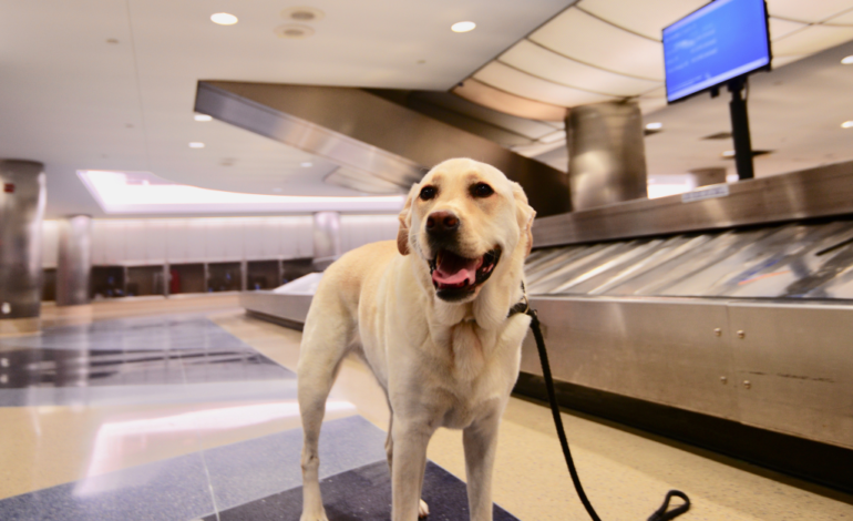 dog at airport