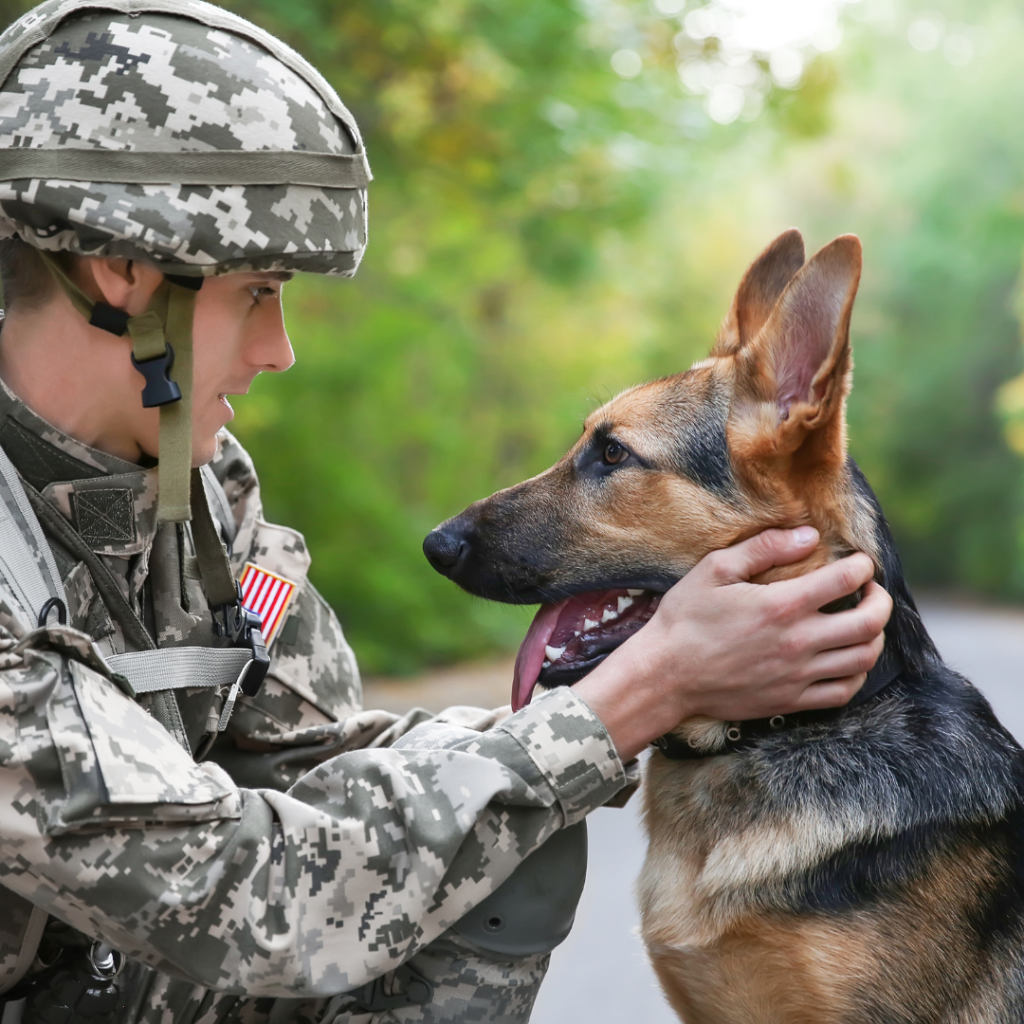 man in military uniform looking at german shepherd