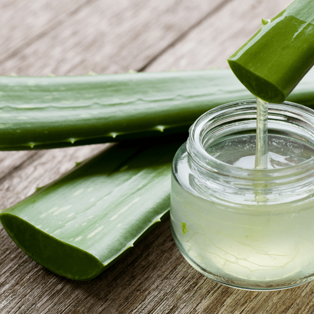Aloe Vera